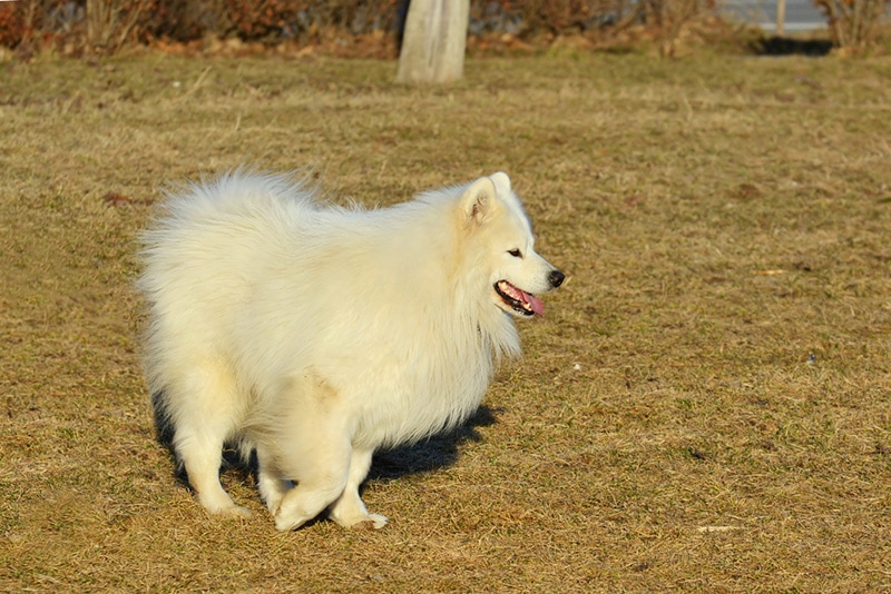 Biscuit Samoyed