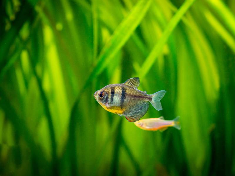 Black Skirt Tetra (Gymnocorymbus ternetzi) in a fish tank