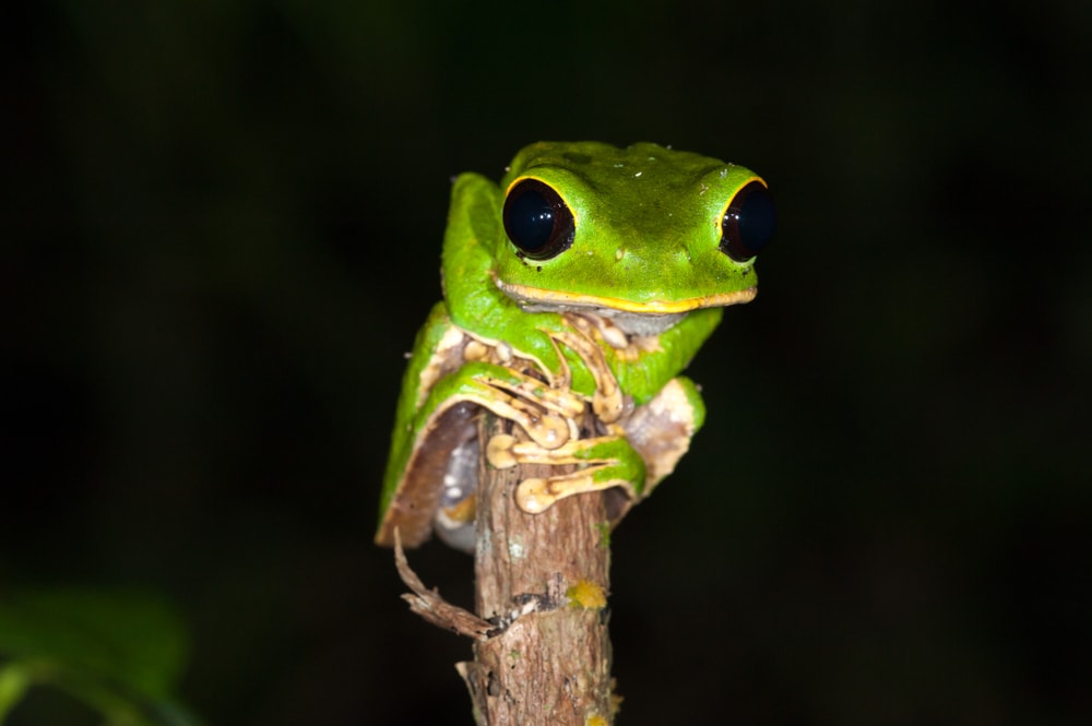 Black-eyed Monkey Frog