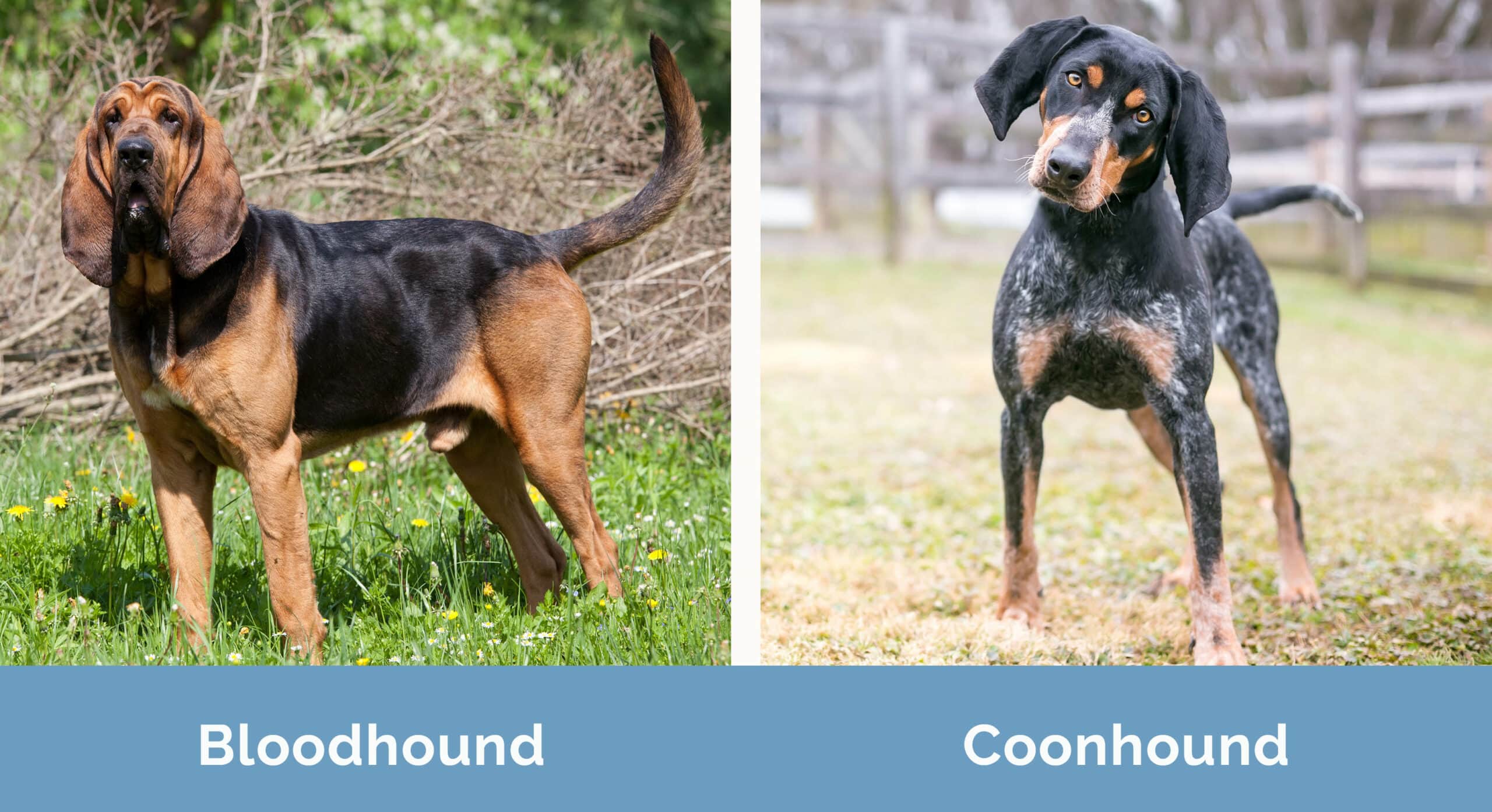 Bloodhound vs Coonhound side by side