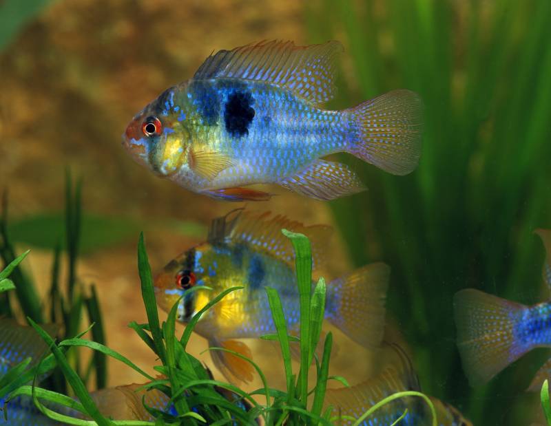 Blue German Ram