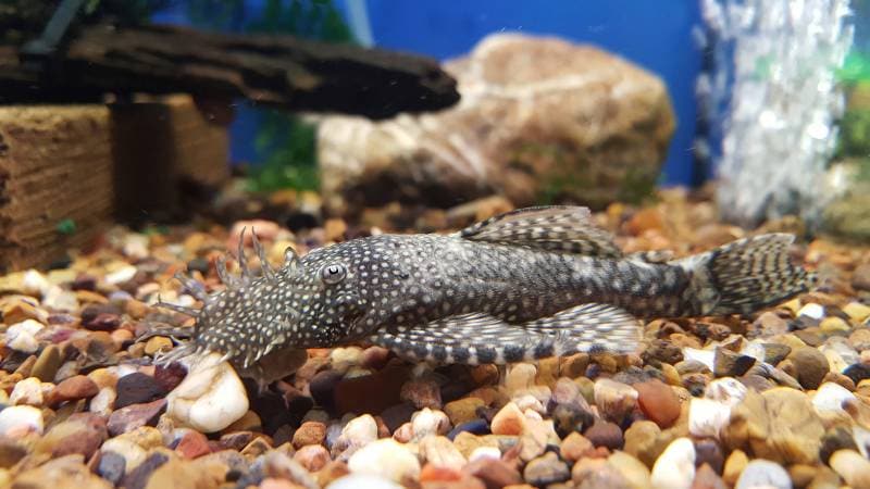 Bristlenose Pleco catfish in the aquarium tank at local pet store