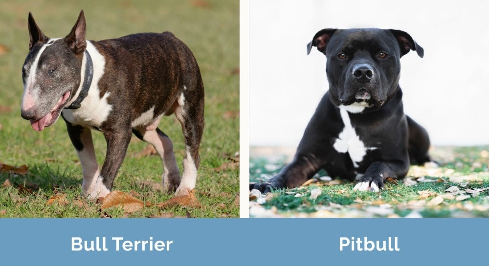 Bull Terrier vs Pitbull side by side