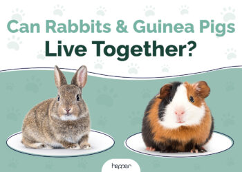 View of Can Rabbits & Guinea Pigs Live Together? Important Housing Facts ...