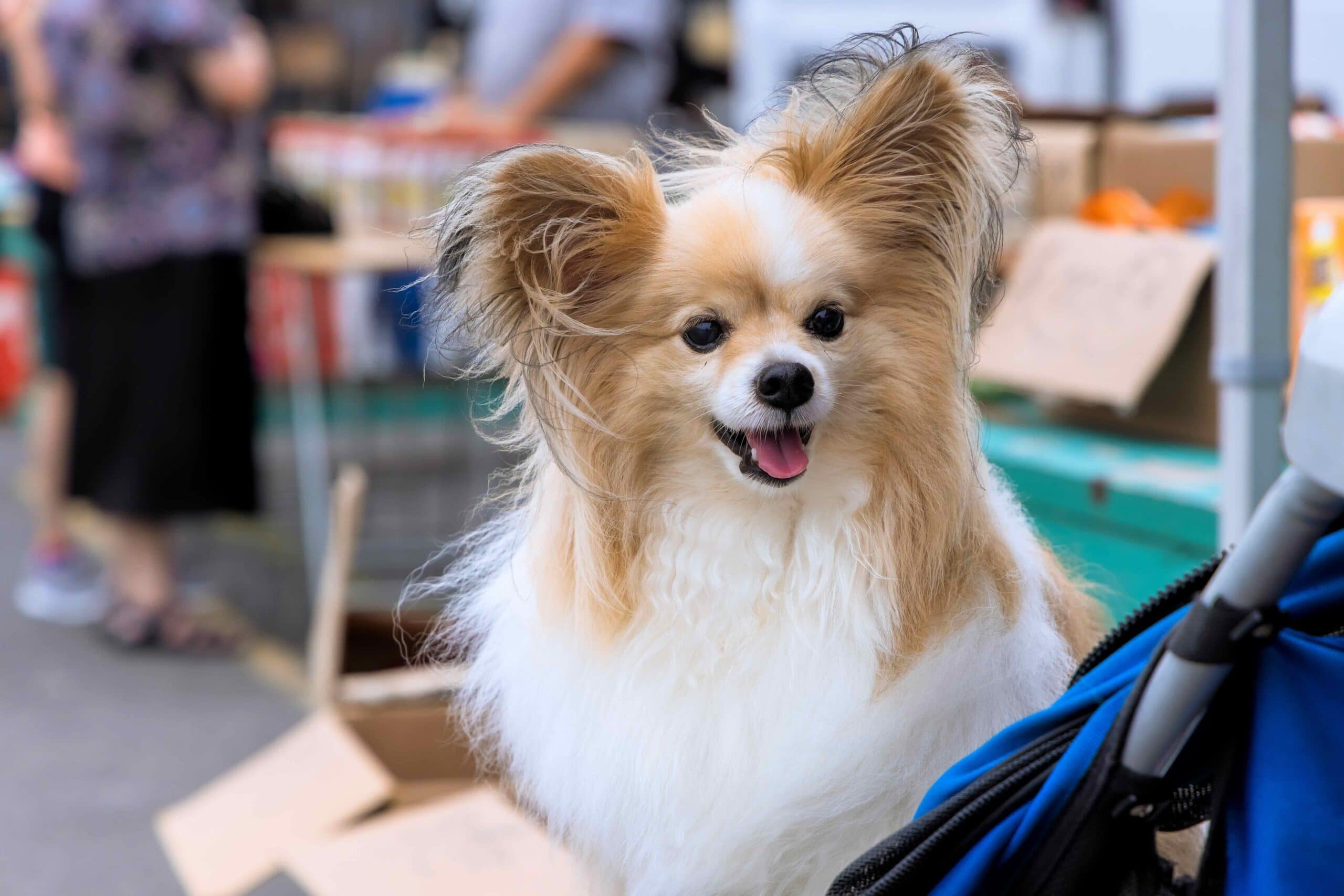 Cheerful fluffy dog appears at busy market among shoppers fresh goods, bringing joy to scene.