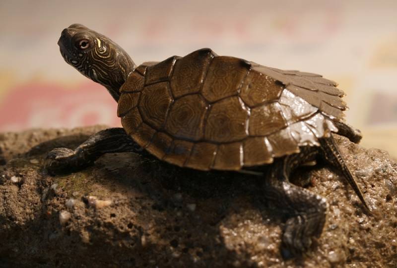 Closeup view of Mississippi map turtle