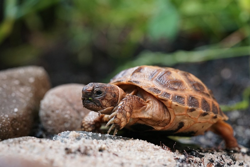 Closup view of cute one year old Russian tortoise