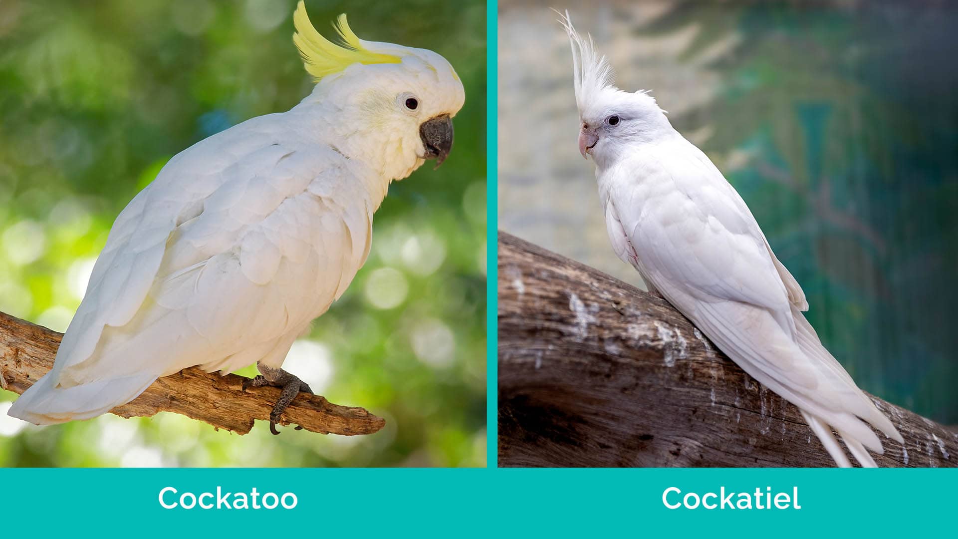 Cockatoo vs Cockatiel side by side