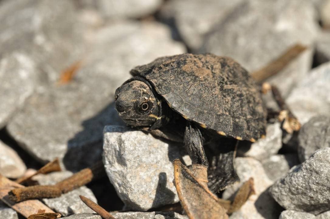 Common Musk Turtle