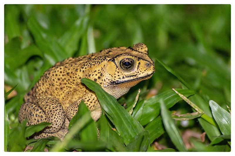 Common indian toad after the rains
