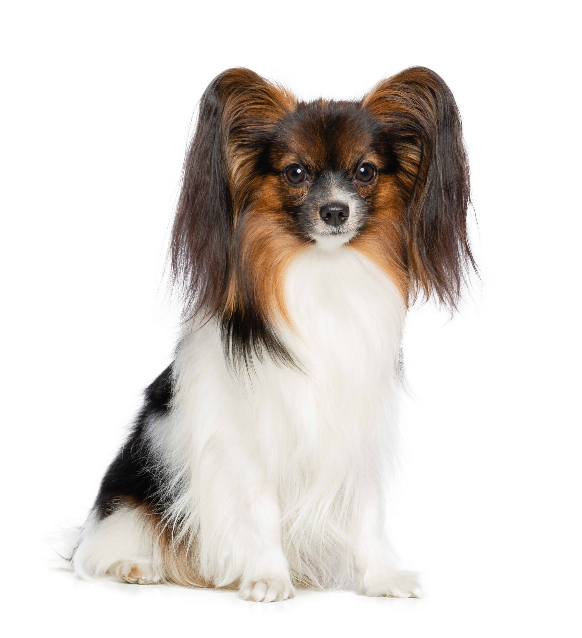 Continental toy spaniel, papillon Dog Isolated on White Background in studio