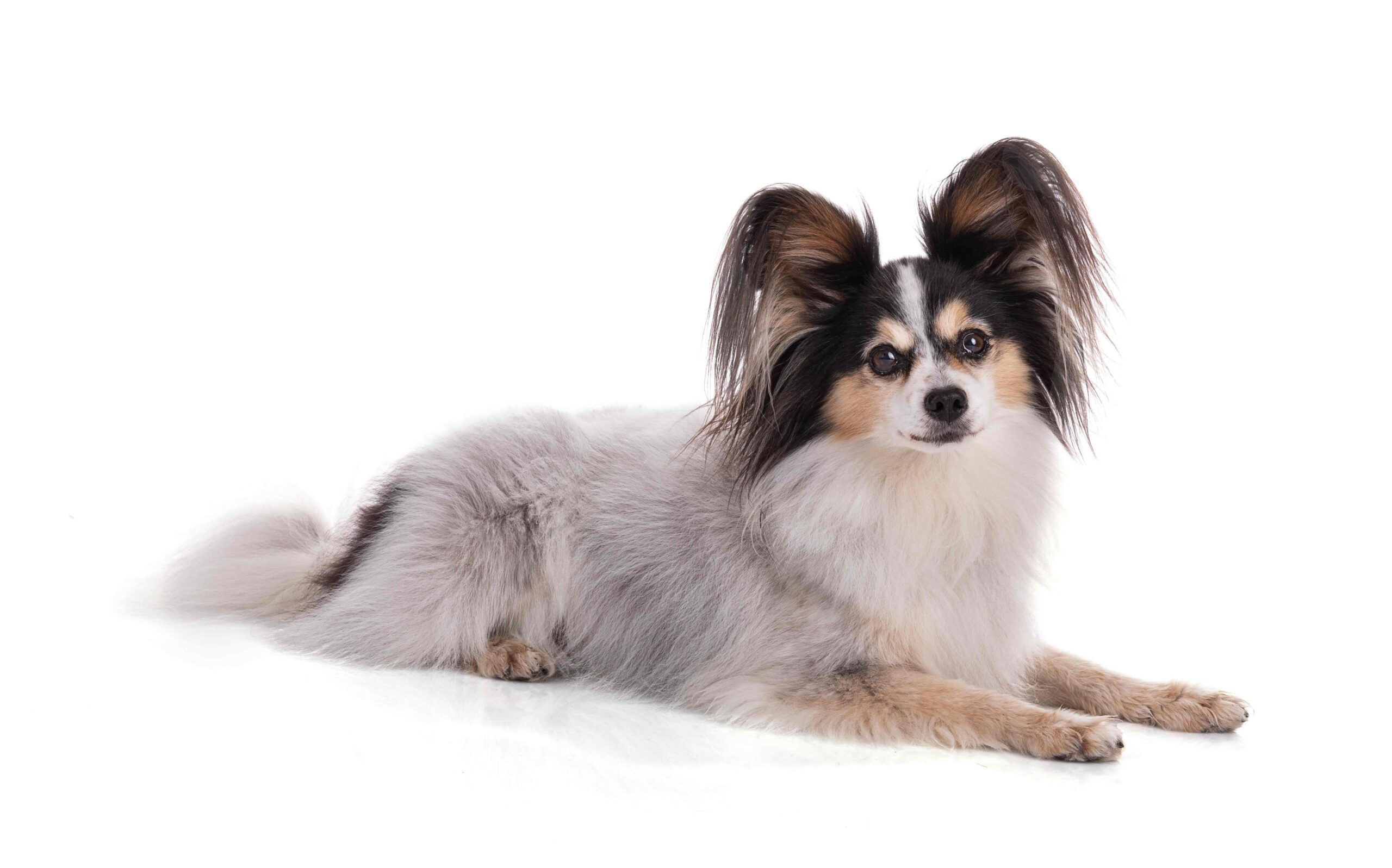 Continental toy spaniel, papillon Dog Isolated on White Background in studio
