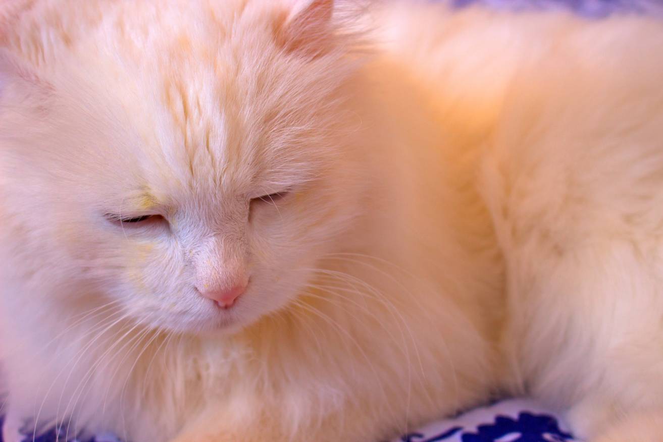 Cream turkish angora
