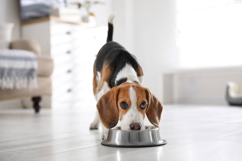 Cute Beagle puppy eating at home