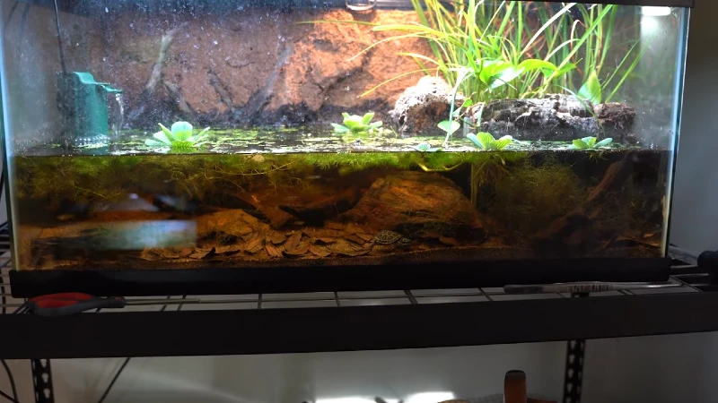 DIY Large Turtle Tank with Paludarium