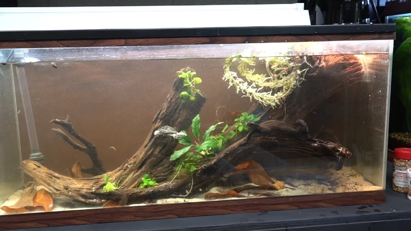 DIY Thirty-Gallon Tank with Wood and Rocks