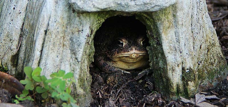 DIY Toad House