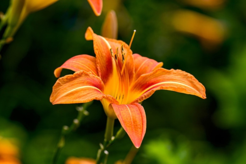 Daylily flower isolated