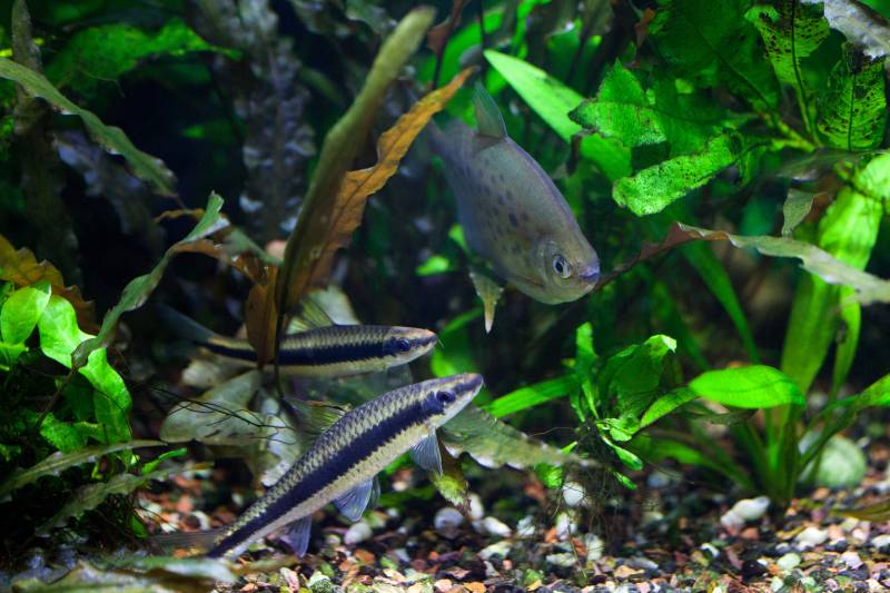 Docile Flying Fox and Spotted Silver Dollar fishes swimming in freshwater tropical densely planted aquarium