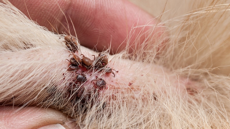 Dog tick bloodsucking insect on dog body