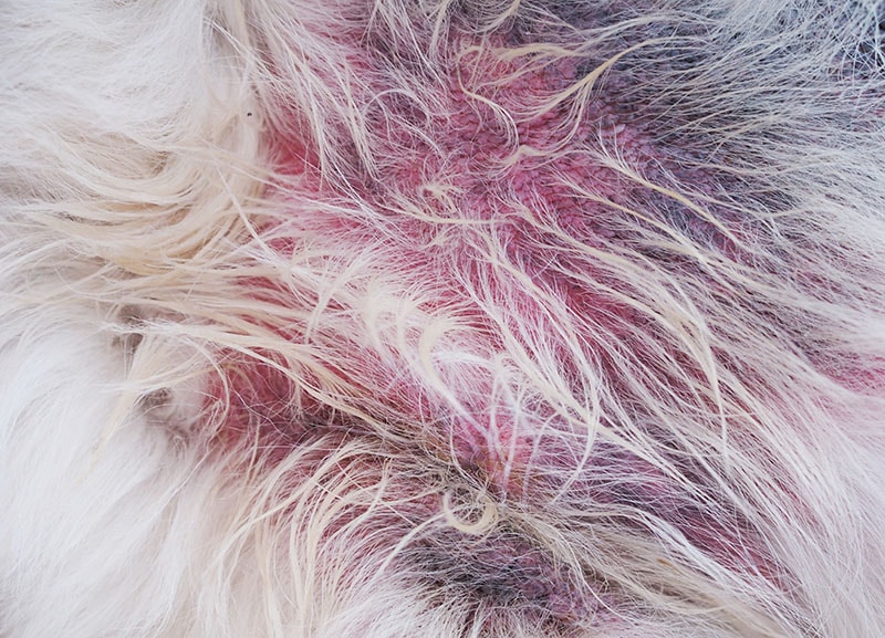 Dog with dermatitis
