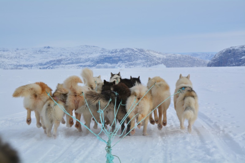 Dogs pulling a sled in the snow