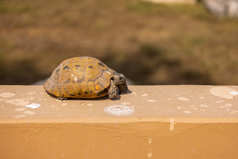Egyptian tortoise in a wildlife