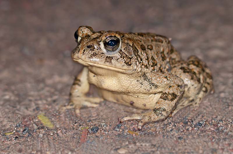 Endangered Species Amargosa toad