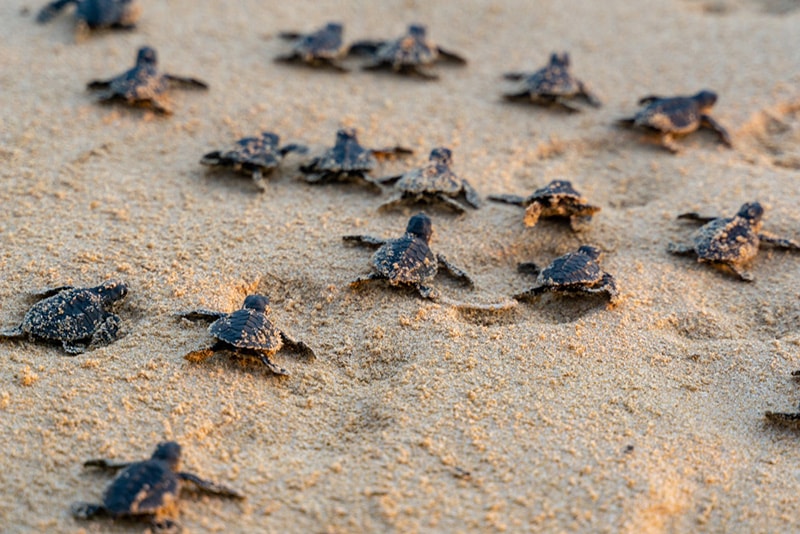 Endangered young baby turtles