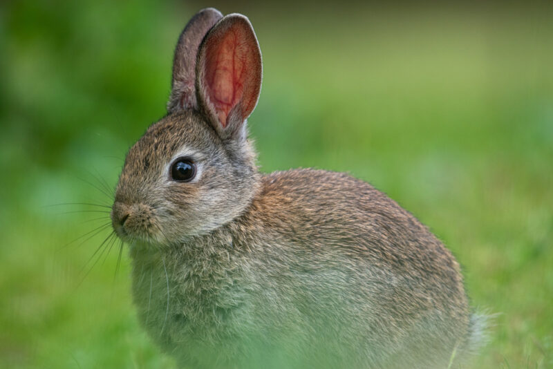 European rabbit outdoors