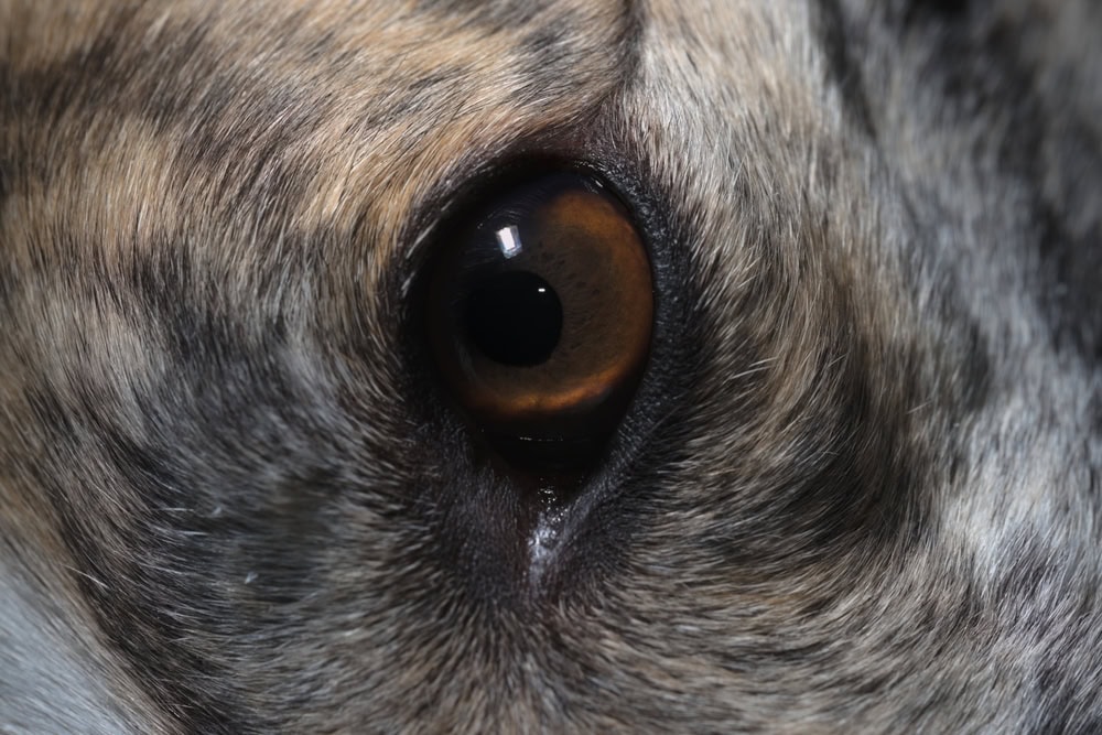 Extreme close up image focused on brown iris of pet dog greyhound eye