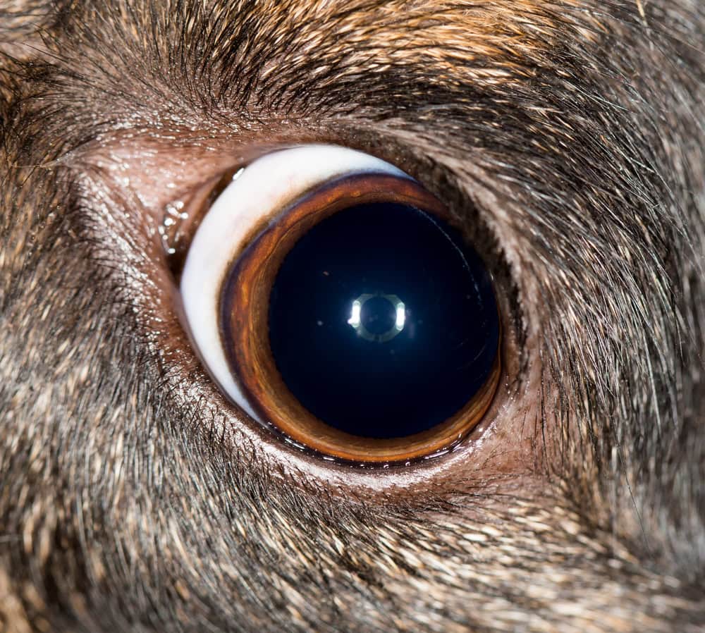 Eye dog close up