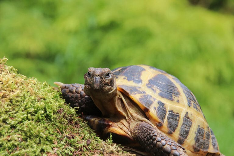 Marginated Tortoise: Pictures, Facts, Diet & Care Guide | Hepper Pet ...