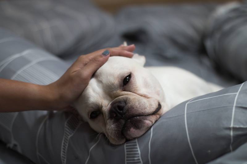 French Bulldog puppy laying on the bed and its owner patting on its head