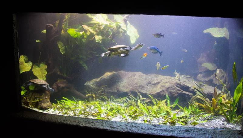 Freshwater aquarium turtle, chrysemis, trachemis and more species in aquarium