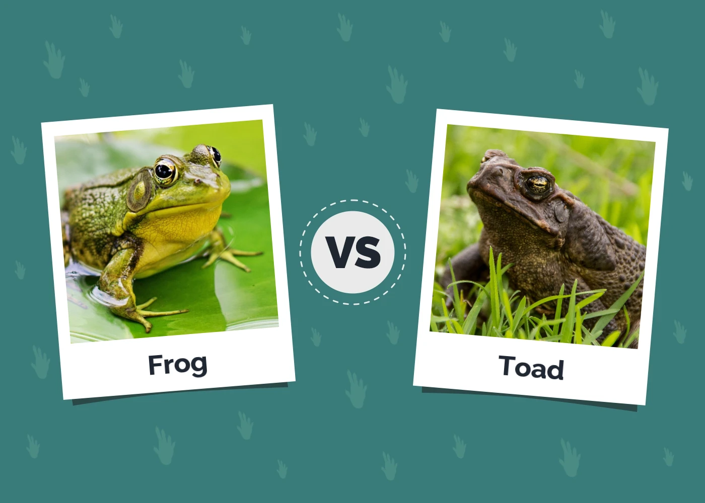 Frog vs Toad - Featured Image