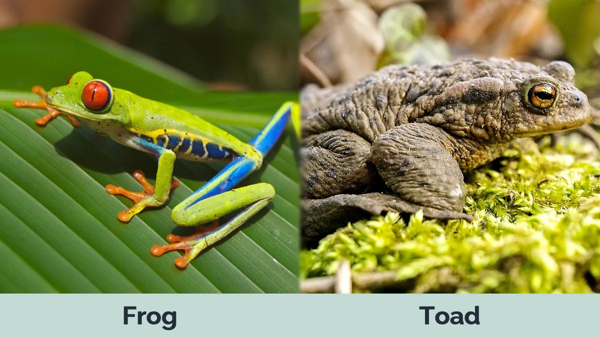 Frog vs Toad - Visual Differences