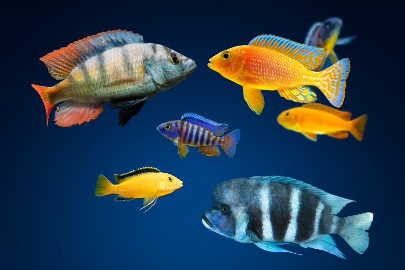 GROUP OF BEAUTIFUL COLORFUL AFRICAN AQUARIUM CICHLID FISH SWIMMING IN A AQUARIUM TANK