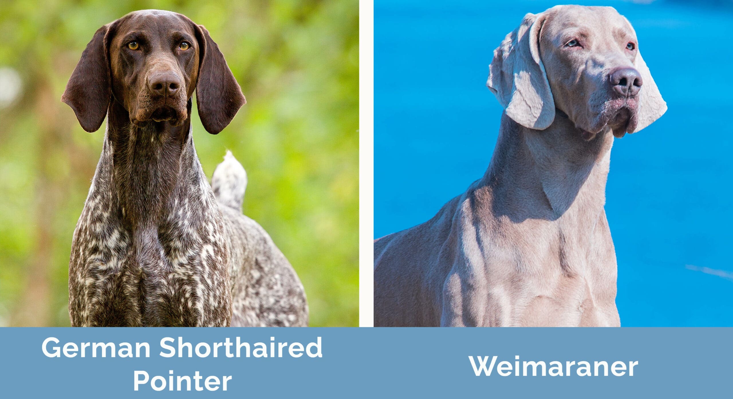 German Shorthaired Pointer vs Weimaraner side by side