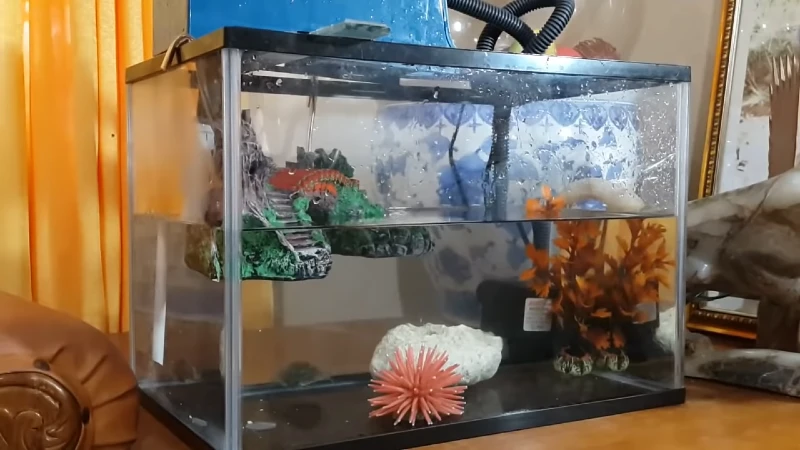 Glass Turtle Tank with Decorations