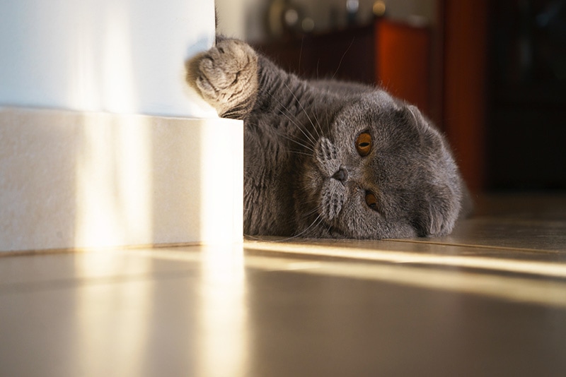 Gray British breed cat lying on the floor