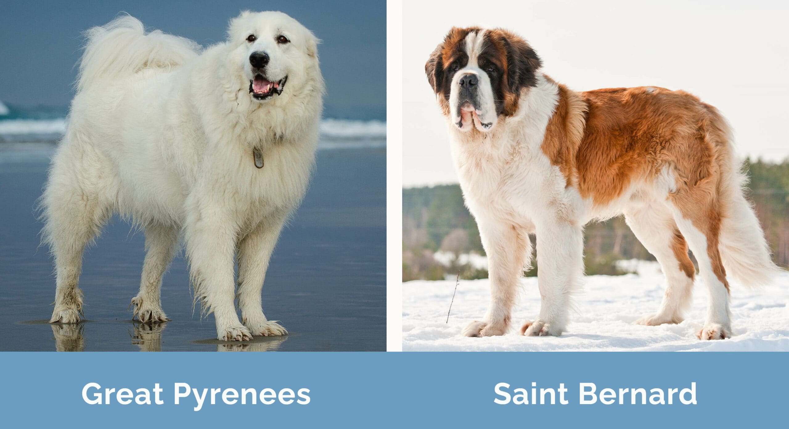 Great Pyrenees vs Saint Bernard side by side