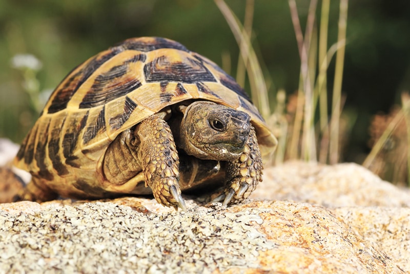 Greek Tortoise Close up