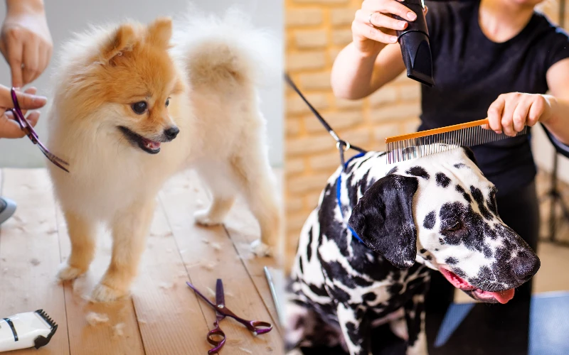 Grooming the parent breeds of the Pomeranian Dalmatian Mix