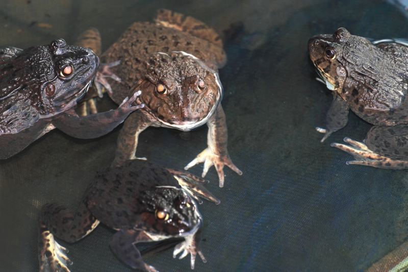 Group of frogs in the farm