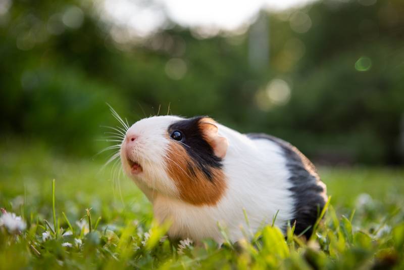 Guinea pig in a meadow