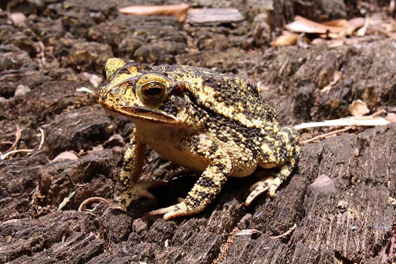Gulf coast toad on stump