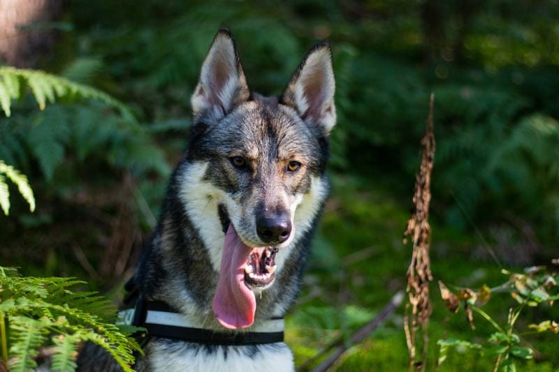 Happy tamaskan dog outdoors