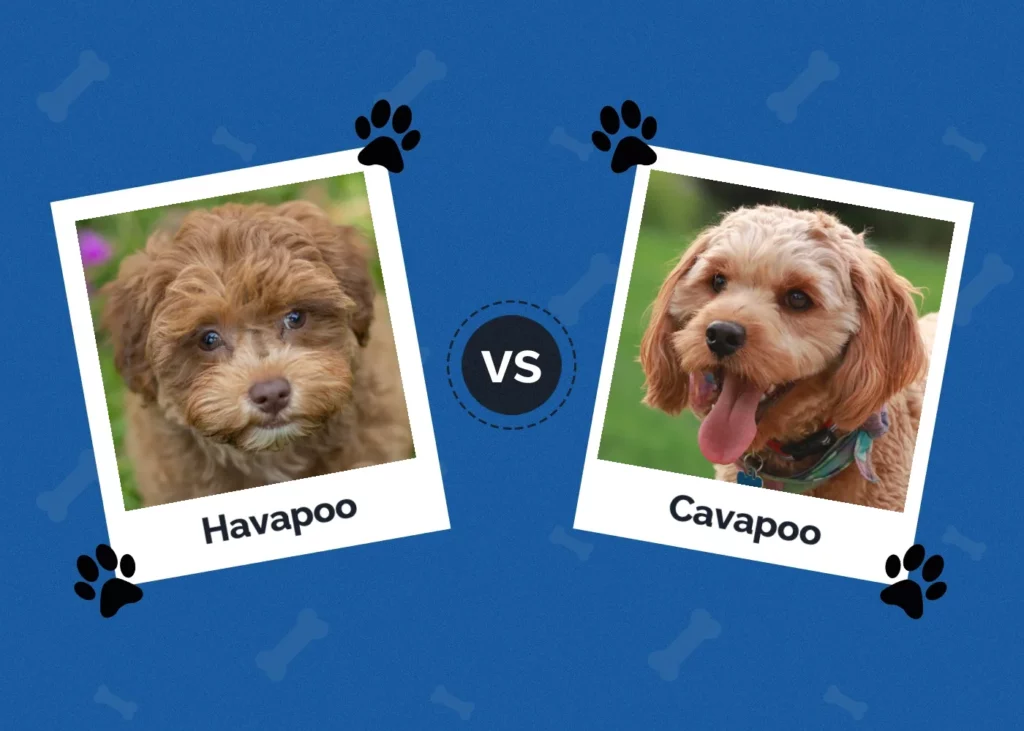 Havapoo vs Cavapoo - Featured Image