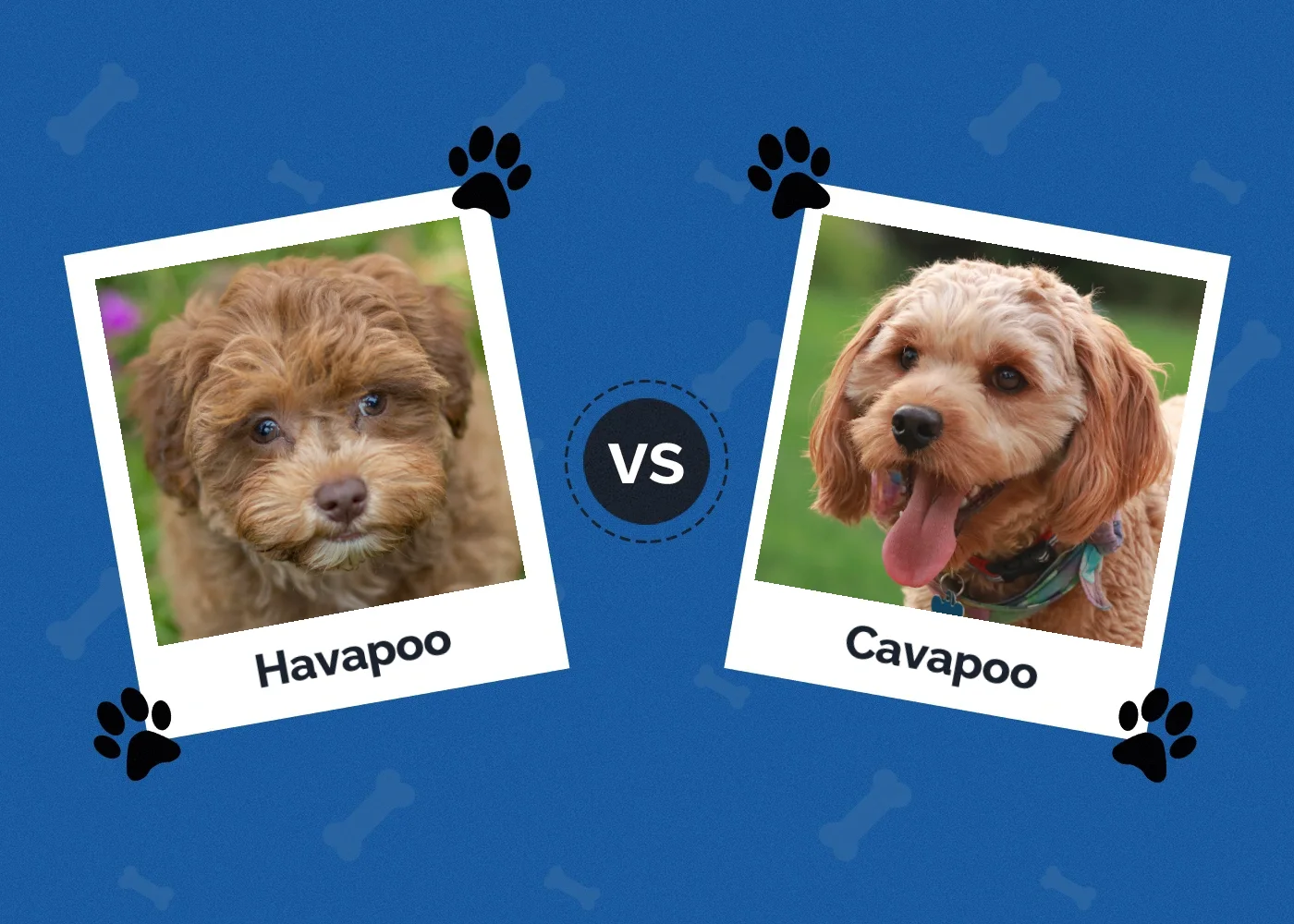 Havapoo vs Cavapoo - Featured Image